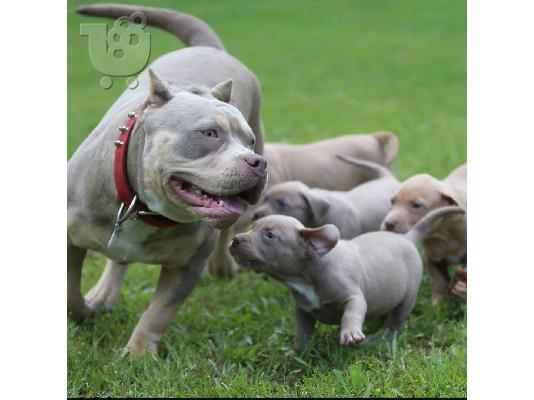 Pitbull